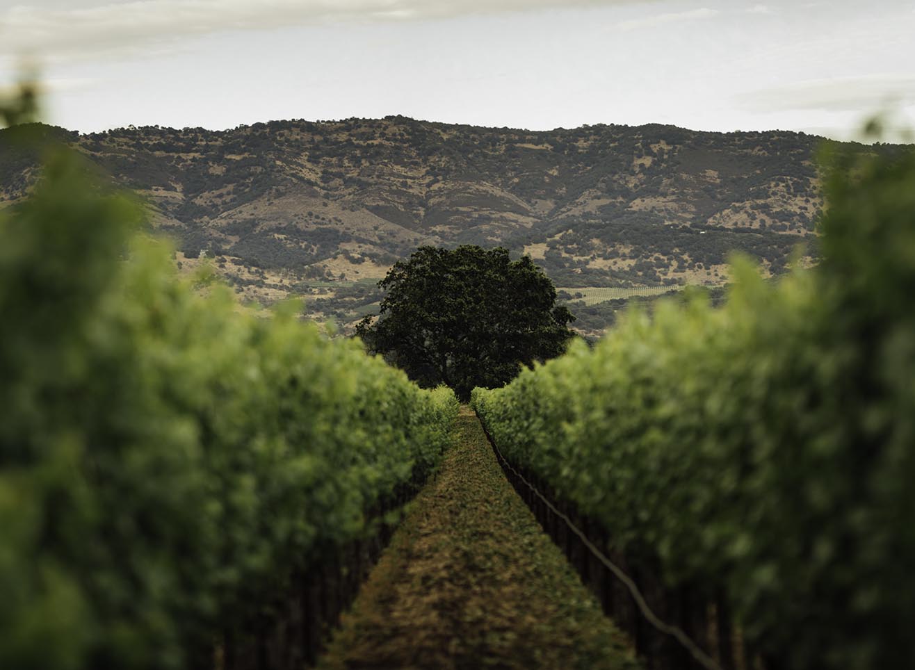 Winery Profile: Joseph Phelps Vineyards – Bottle Barn