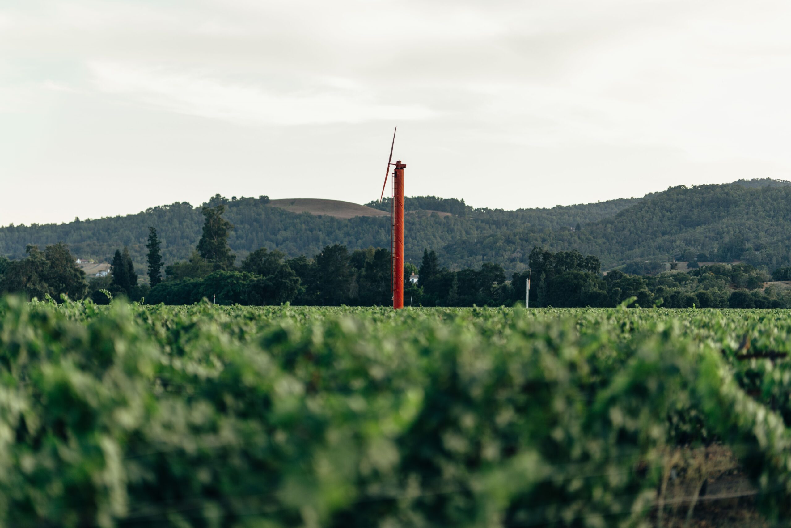 Joseph Phelps Vineyards - SMITH+SMITH Landscape Architects